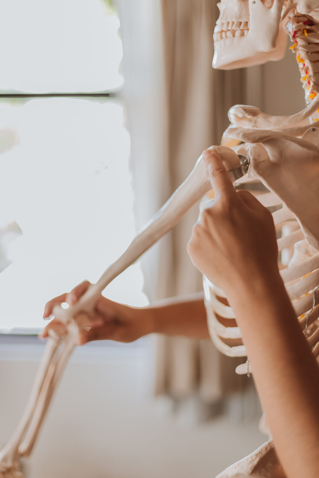 Anatomía